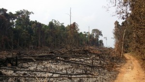 nedbrændt skov cambodja
